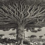 a dramatic black-and-white photograph of the underside of a dragon blood tree