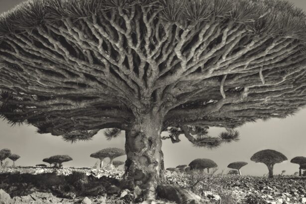 a dramatic black-and-white photograph of the underside of a dragon blood tree