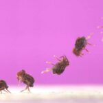 Backflipping springtails are the fastest spinners known in nature