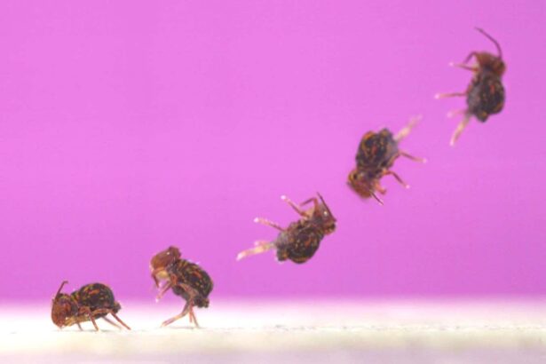 Backflipping springtails are the fastest spinners known in nature