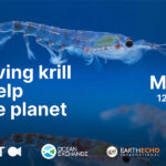 Best of Earth911 Podcast - Special Video Event: How Saving Krill Could Help Save The Planet