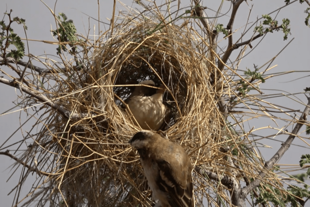 Birds have 'culture.' Just look at these nests.