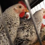 Colorado Facilities Detect First Human Cluster Of Bird Flu Cases, CDC Says