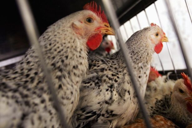 Colorado Facilities Detect First Human Cluster Of Bird Flu Cases, CDC Says