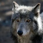 Colorado's new wolf pack to be relocated after livestock depredations