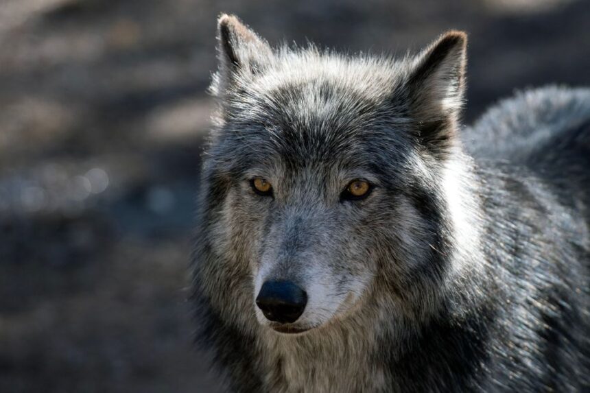 Colorado's new wolf pack to be relocated after livestock depredations