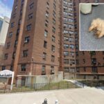 Dog tossed down NYC high-rise trash chute by sicko and found yelping in pain: 'Pure evil' 