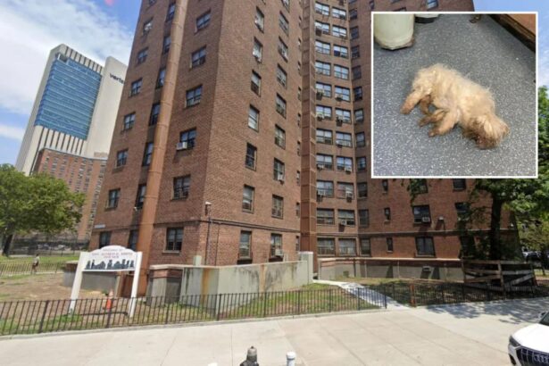 Dog tossed down NYC high-rise trash chute by sicko and found yelping in pain: ‘Pure evil’ 