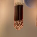 White mosquito eggs in brown liquid in three clear test tubes.