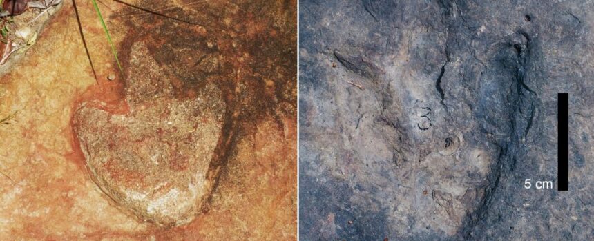 Matching Dinosaur Footprints Found 3,700 Miles Apart Reveal Earth's Past : ScienceAlert