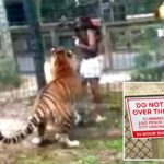 NJ Woman Accused of Jumping into Tiger's Den, Charged