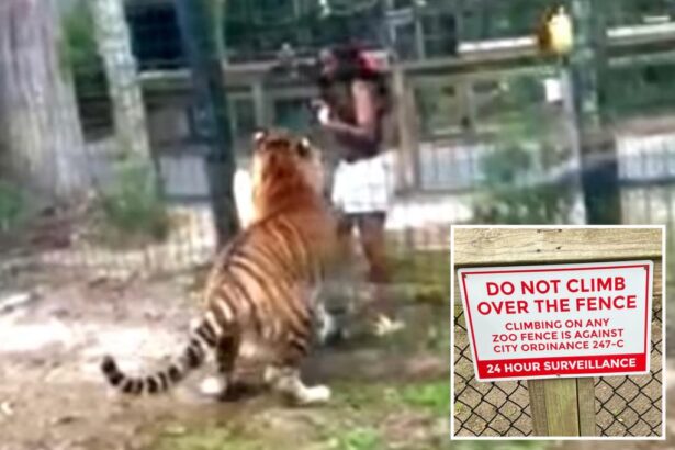 NJ Woman Accused of Jumping into Tiger's Den, Charged