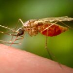 New Hampshire Man Dies From EEE. What You Need To Know About This Mosquito-Borne Infection