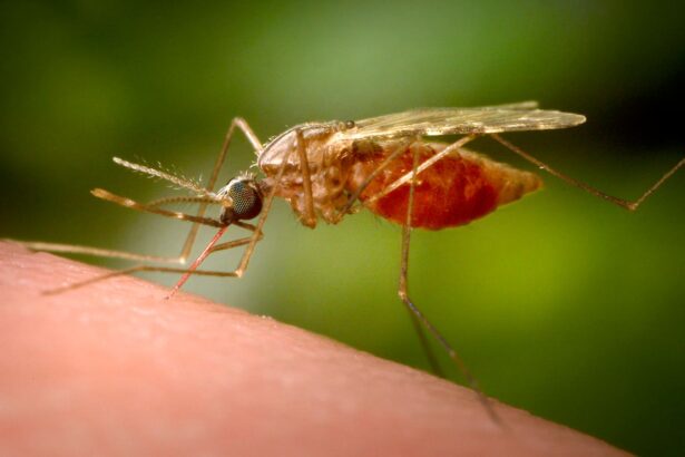 New Hampshire Man Dies From EEE. What You Need To Know About This Mosquito-Borne Infection