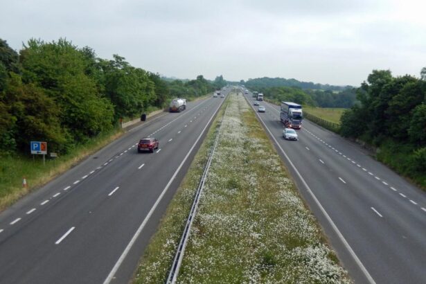 Road verges ‘can save Britain’s biodiversity’