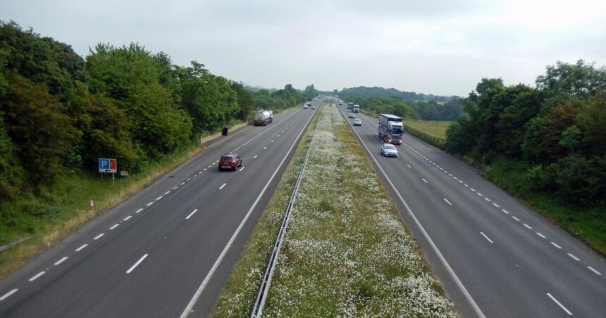 Road verges 'can save Britain’s biodiversity'