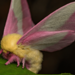 The ‘disco’ gene could help moths tell time