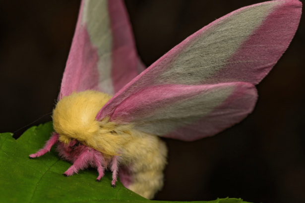 The ‘disco’ gene could help moths tell time