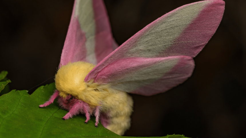 The ‘disco’ gene could help moths tell time