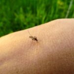 Mosquito (Culex pipiens) feeding on a human hand