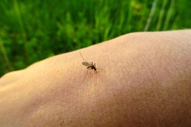 Mosquito (Culex pipiens) feeding on a human hand