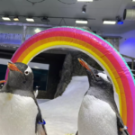 Sphen, Australian Penguin of Famous Same-Sex Couple, Dies at Age 11