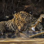 the moment a jaguar delivers a fatal bite to the head of a caiman in a muddy river. 