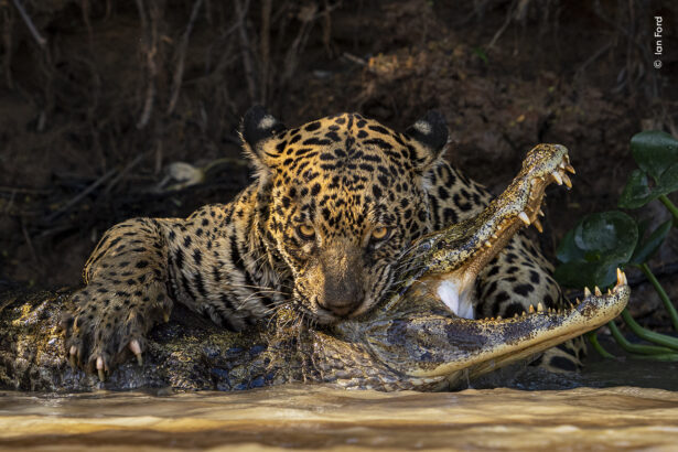 11 unforgettable scenes from the Wildlife Photographer of the Year awards