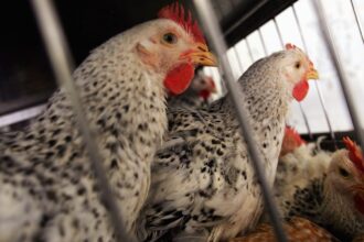 3 California Dairies Report Avian Virus Strain