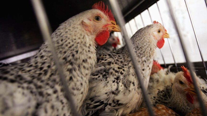 3 California Dairies Report Avian Virus Strain