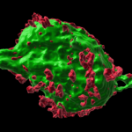 A digital reconstruction of a single nerve cell, colored green, is dotted with smaller red areas.