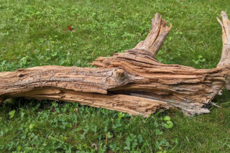 3,000-plus year-old wood on grass