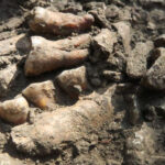 A row of fossilized teeth partly sticking out of dirt and rocks