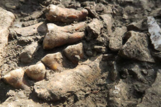 A row of fossilized teeth partly sticking out of dirt and rocks