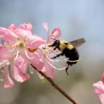 Antidote to deadly pesticides boosts bee survival