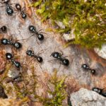 Ants change the way they build nests to stop diseases spreading