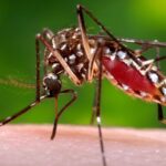 Are Mosquito-Borne Viruses Becoming More Common and Severe? A Clinical Virologist Explains The Risk