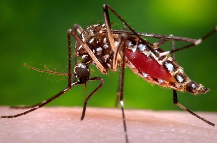 Are Mosquito-Borne Viruses Becoming More Common and Severe? A Clinical Virologist Explains The Risk