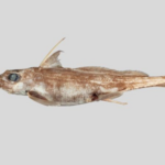 Boo! New species of ghost shark uncovered in New Zealand