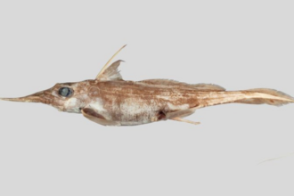 Boo! New species of ghost shark uncovered in New Zealand