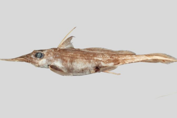 Boo! New species of ghost shark uncovered in New Zealand