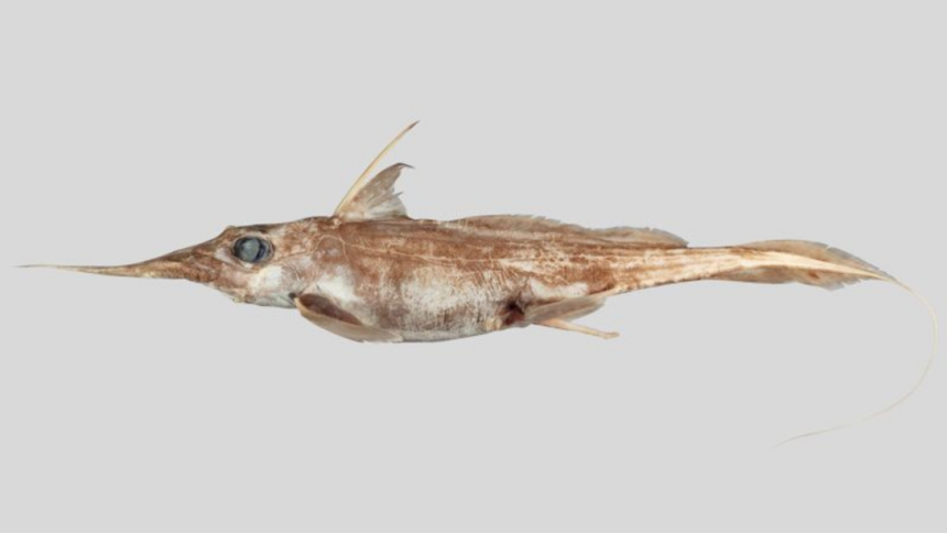 Boo! New species of ghost shark uncovered in New Zealand