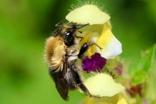 Bumblebees lose most of their sense of smell after heat waves