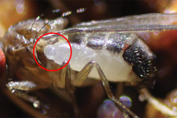 ‘Chestburster’ Wasps Erupt From Mississippi’s Adult Flies in Surprise Find : ScienceAlert