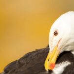 Devastating declines in UK seabirds