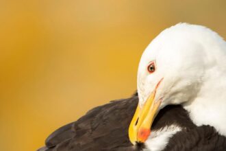 Devastating declines in UK seabirds