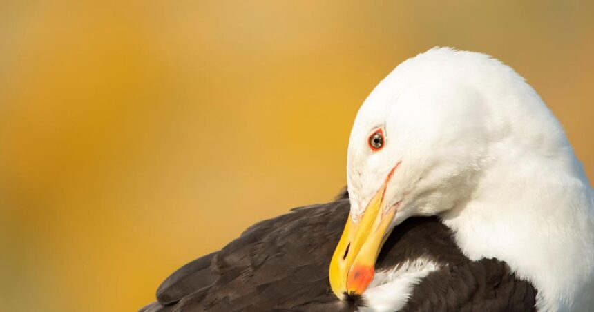 Devastating declines in UK seabirds