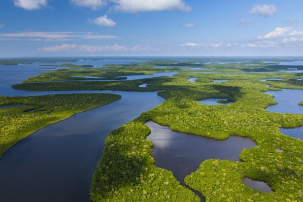 Ecosystem Services: Nature’s Gifts That Help Us Thrive