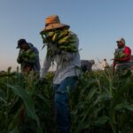 Fair Food Program eliminated agricultural migrant worker abuses