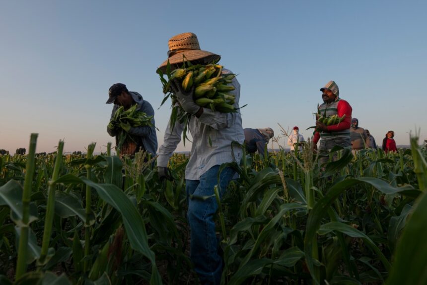 Fair Food Program eliminated agricultural migrant worker abuses